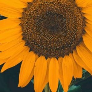 Meet your Posher, Jayla